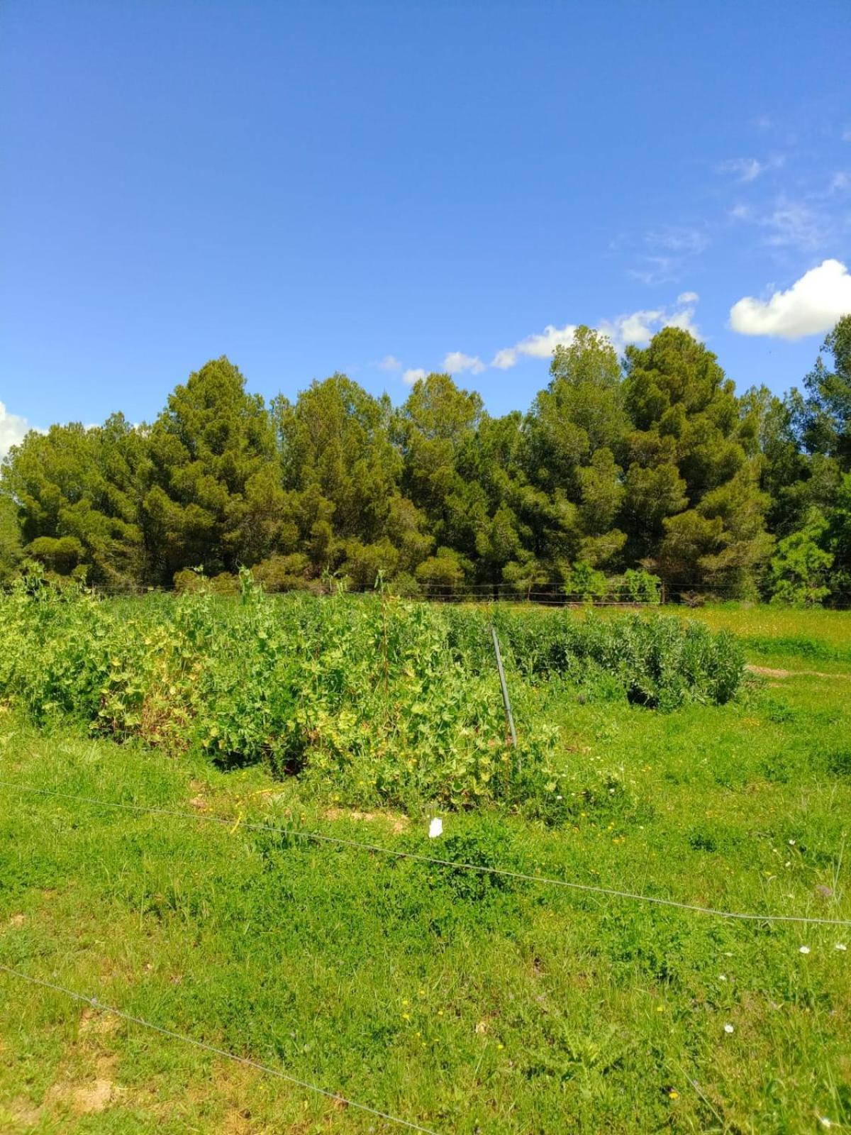 Apartment With Private Pool And Garden San Martin Sarroca